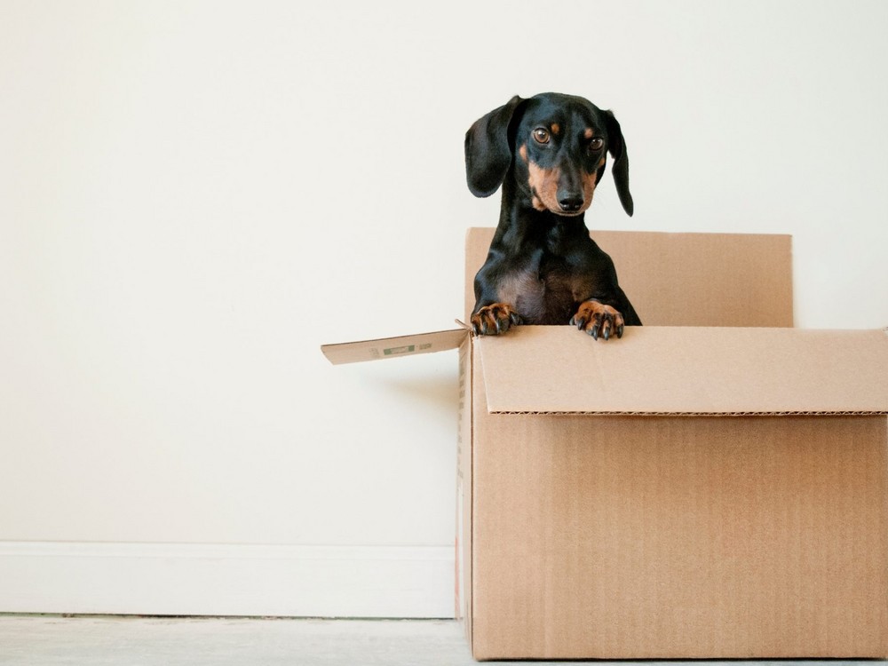Petit chien qui dépasse d'un grand carton